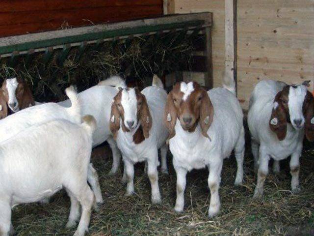Породы домашних коз: описание и показатели продуктивности