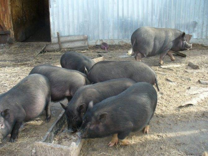 Вьетнамские свиньи: описание, питание и особенности содержания