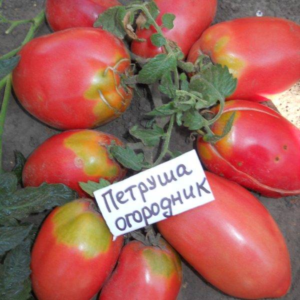 Томат петруша огородник: характеристика и описание, урожайность сорта, отзывы, фото куста