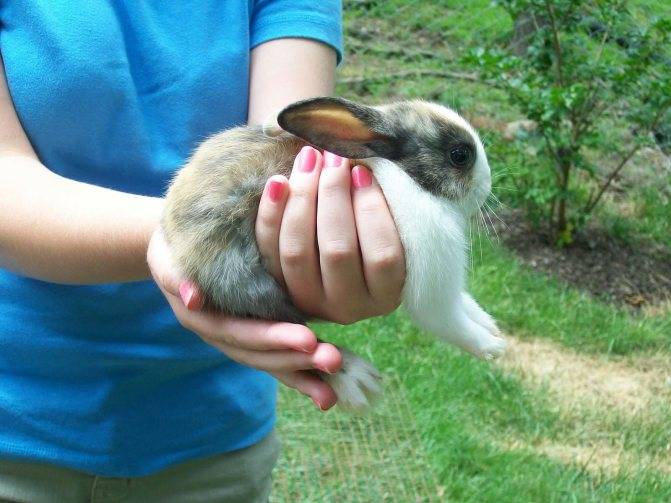 Как приучить кролика к рукам: правила и сроки, этапы дрессировки