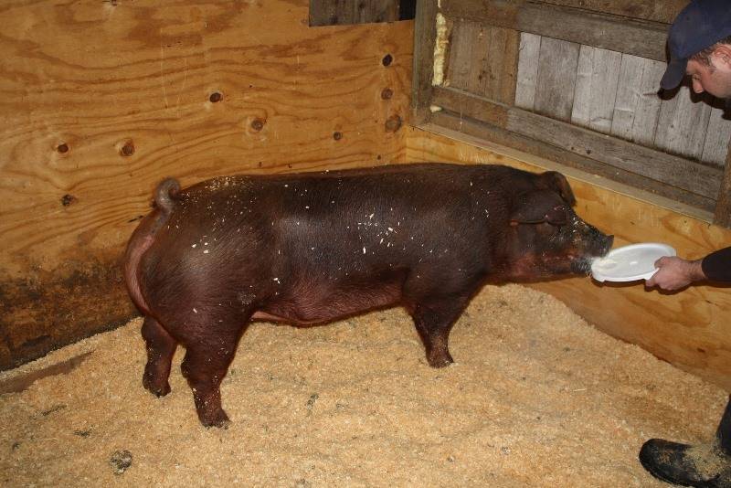 Порода свиней дюрок: характеристика и описание, нюансы содержания, а также как выращивать мясную породу поросят и сравнение с ландрасами - кто лучше?