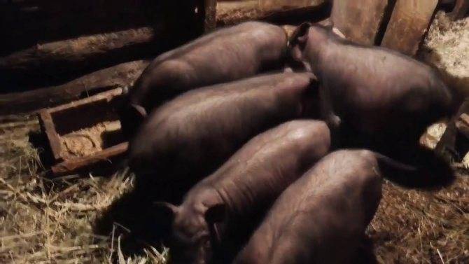 Почему поросята (свиньи) плохо едят и плохо растут: причины, как исправить