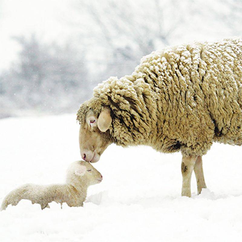 ᐉ содержание и разведение овец в домашних условиях - zooon.ru