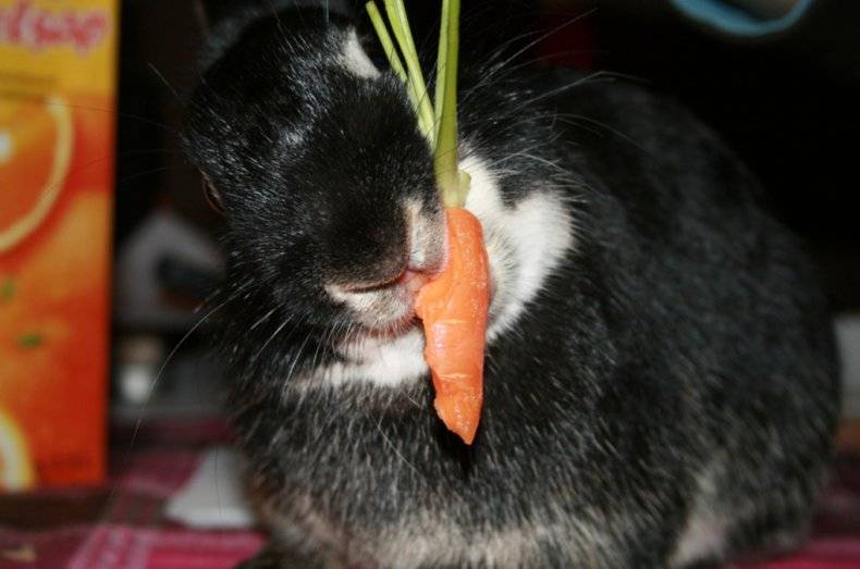 Можно ли давать кроликам красную свеклу и сырую картошку, помидоры или огурцы, морковь и ботву - omvesti.com