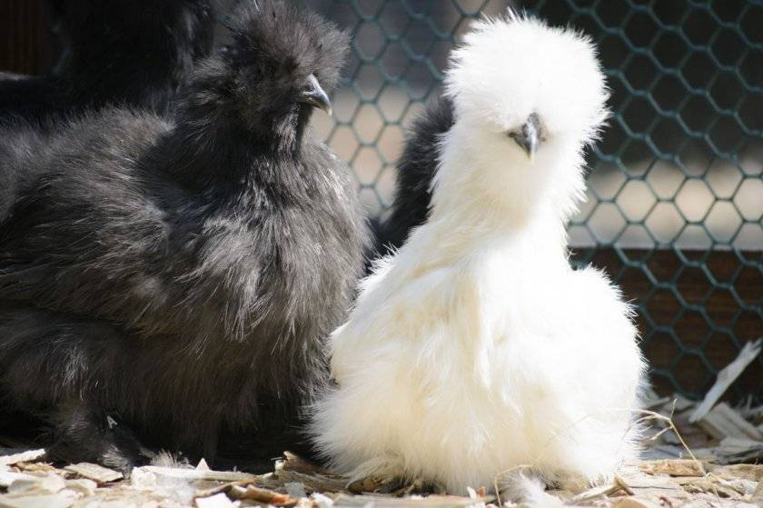 Китайская шелковая курица - описание породы, характеристика с фото