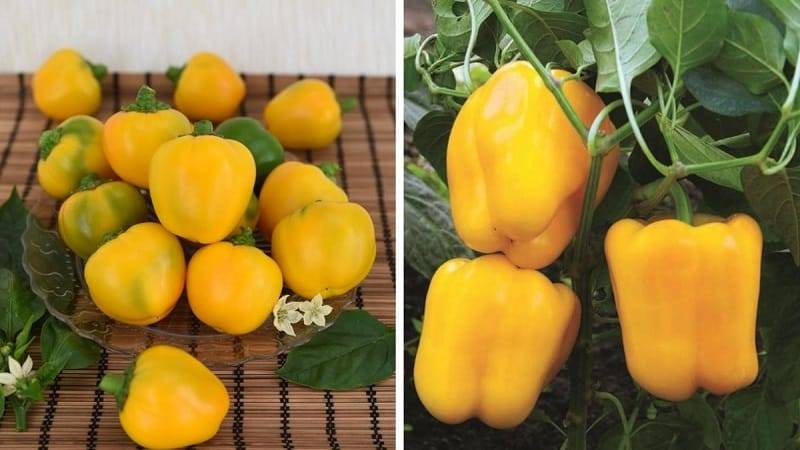Перец оранжевое чудо: описание и особенности выращивания сорта