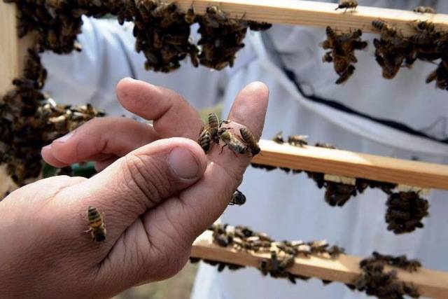 Серая горная кавказская пчела: описание, отзывы пчеловодов