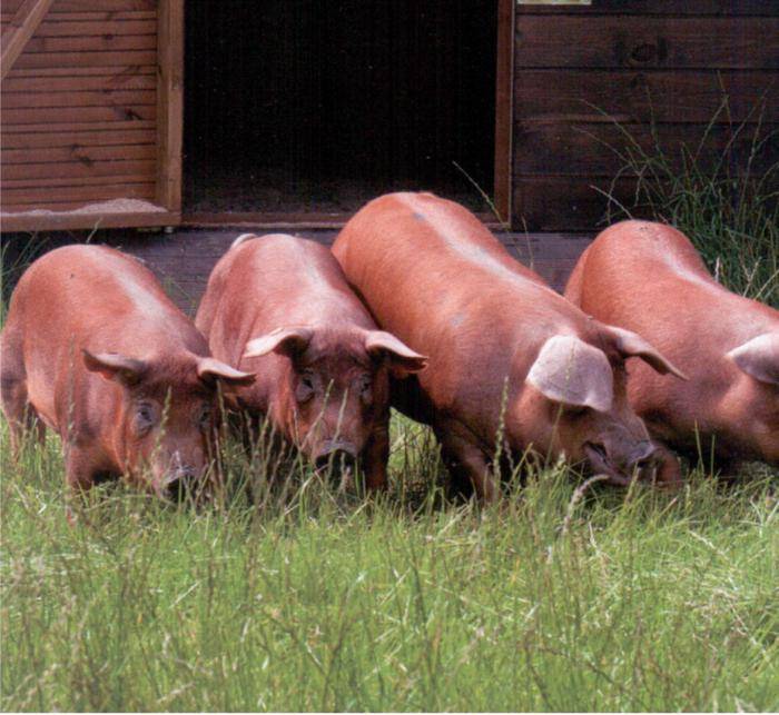 Порода свиней дюрок: описание, характеристика, особенности выращивания