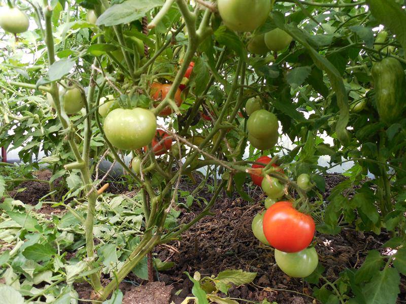 Характеристика томатов сорта джина: выращивание и уход за помидорами