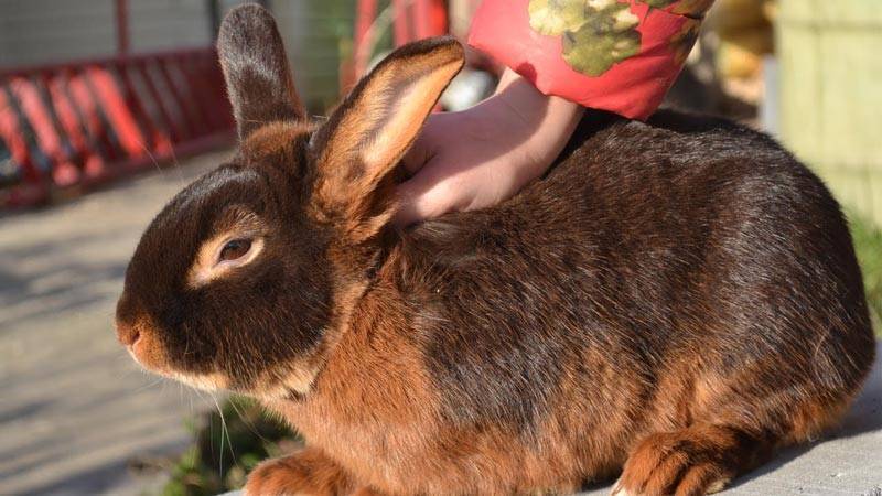 Черно-огненный кролик: описание породы, фото, содержание и уход, отзывы, достоинства и недостатки