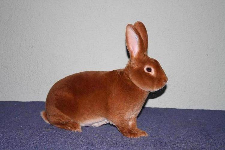 Обзор породы кроликов рекс: описание и полная характеристика с фото
