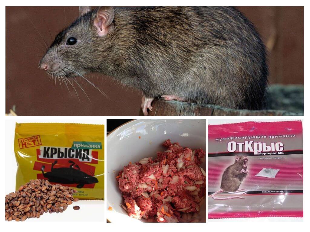 Как вывести крыс из сарая народными средствами (без химии)