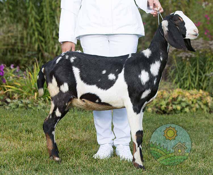 Англо-нубийские козы: описание + фото, сколько дает молока 