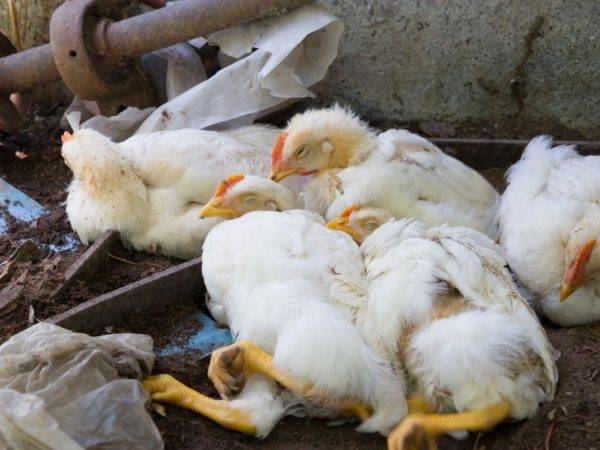 Птичий грипп у кур: симптомы, признаки, профилактика и лечение