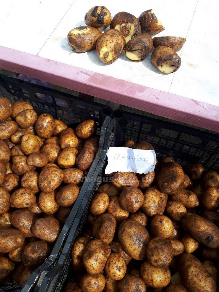 Как сохранить урожай картофеля до весны без потерь — новости барановичей, бреста, беларуси, мира. intex-press