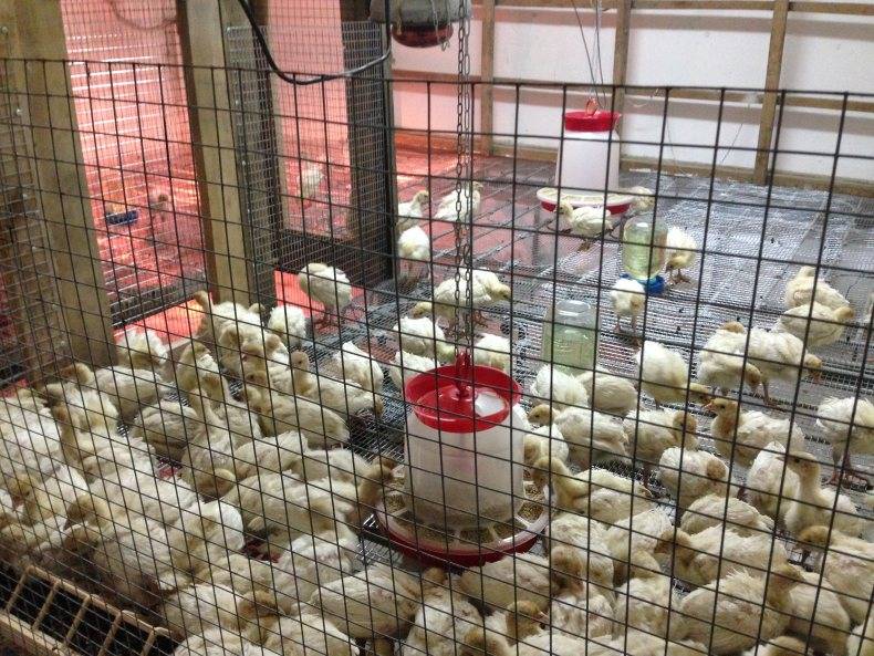 Разведение и содержание индюков в домашних условиях: правильное выращивание птицы на даче для начинающих