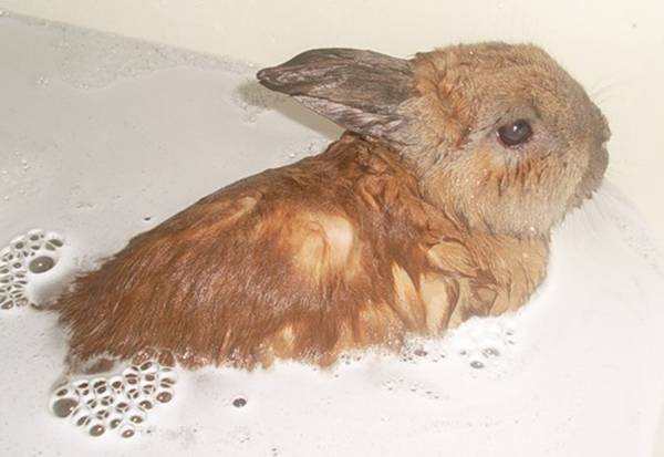 Мытье декоративного кролика
