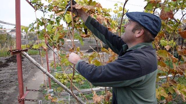 Когда и как правильно обрезать виноград осенью: схемы обрезки для начинающих. обрезка винограда осенью: понятная инструкция для начинающих