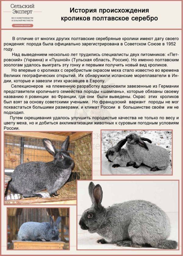 Описание и характеристики продуктивности кроликов породы полтавское серебро