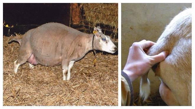 Окот козы: определение стельности, уход и кормление перед окотом
