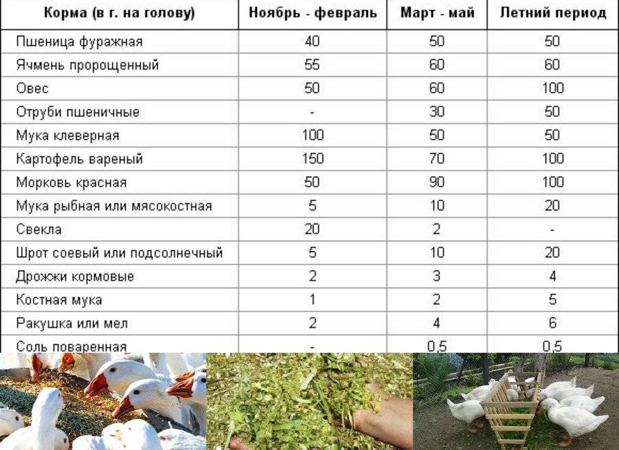 Содержание гусей — особенности и специфика ухода. рентабельность выращивания и рекомендации начинающим заводчикам (95 фото)