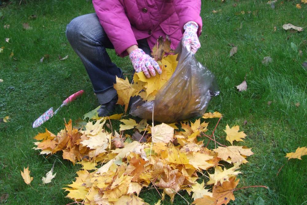Что делать с опавшими листьями 