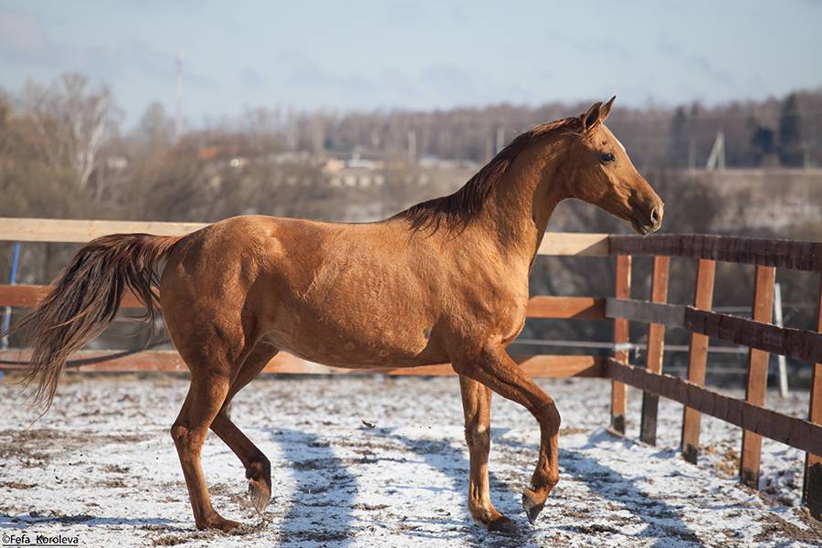 Донская порода лошадей: описание, классификация