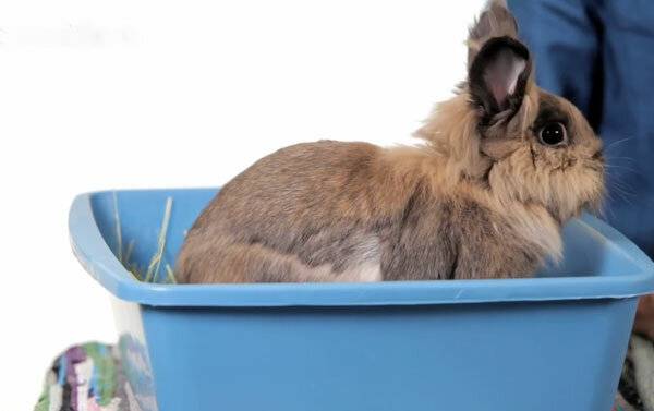 Можно ли купать декоративных кроликов, чем и как правильно