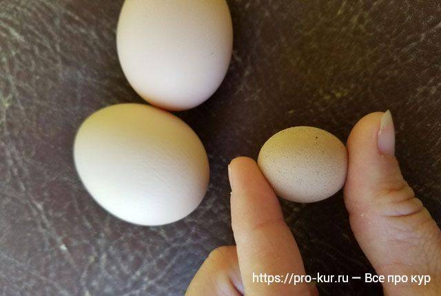 Основные причины носки курами яиц без скорлупы и пути исправления этого дефекта