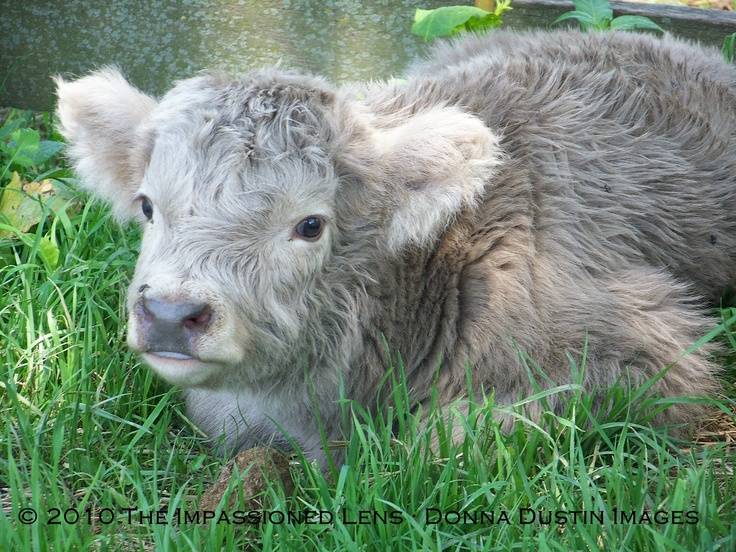 Плюшевая корова: особенности породы и содержания