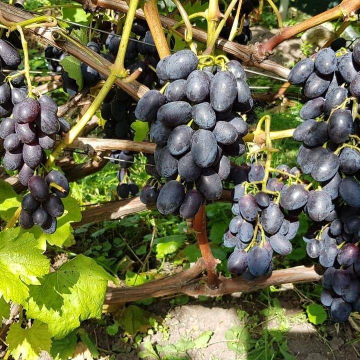 Виноград кодрянка: описание, характеристика