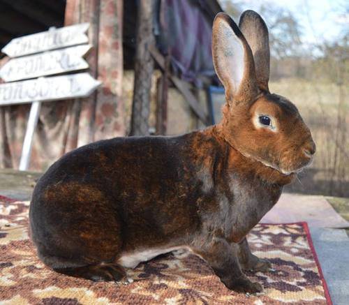Кролики породы рекс: фото и описание