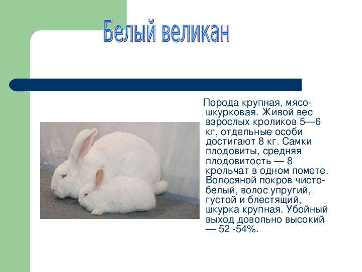 Кролики полтавское серебро: описание породы, характеристика, разведение и уход