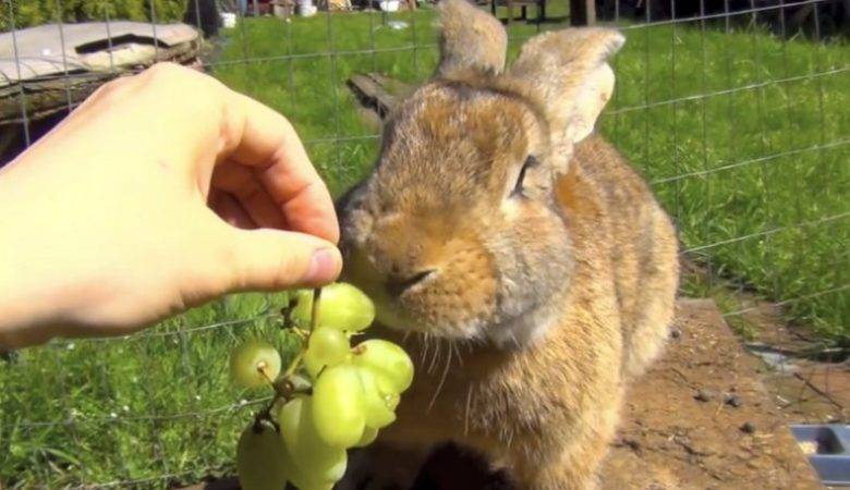 Можно ли давать кроликам виноградные листья или виноград? - домашние наши друзья