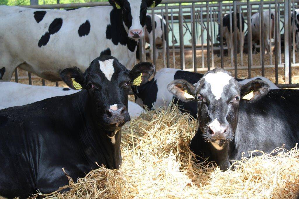 Содержание коровы в личном хозяйстве от телки до дойной буренки
