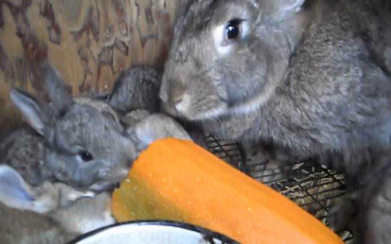 Можно ли кормить кроликов огурцами? важные факты и рекомендации