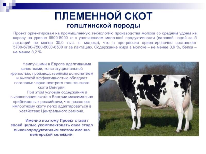 Голландская порода коров: характеристика и описание