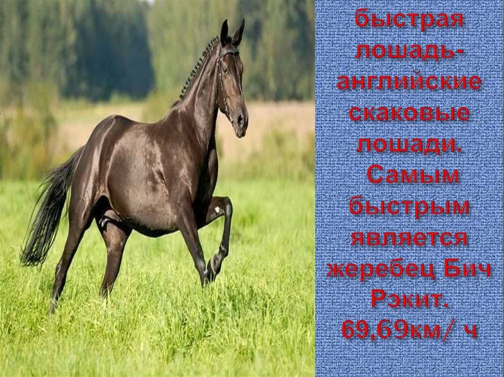 ᐉ с какой скоростью бегает скаковая лошадь, рекорды на скачках - zooon.ru