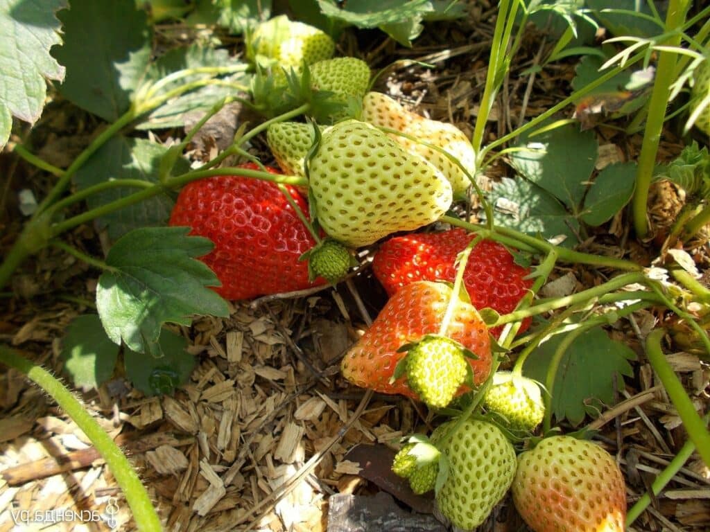 Как выращивать клубнику с крупными ягодами в сезоне 2020 – маленькие хитрости большого урожая