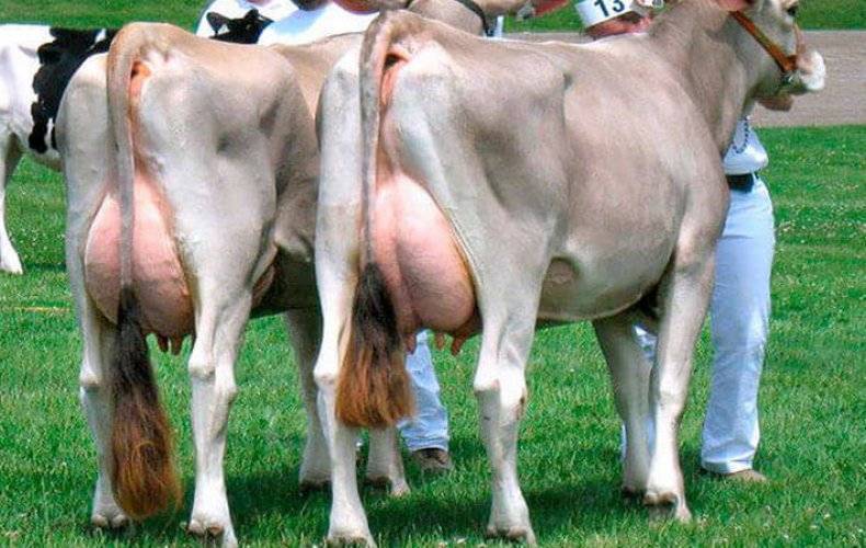 Швицкая порода коров: характеристика, описание, плюсы и минусы