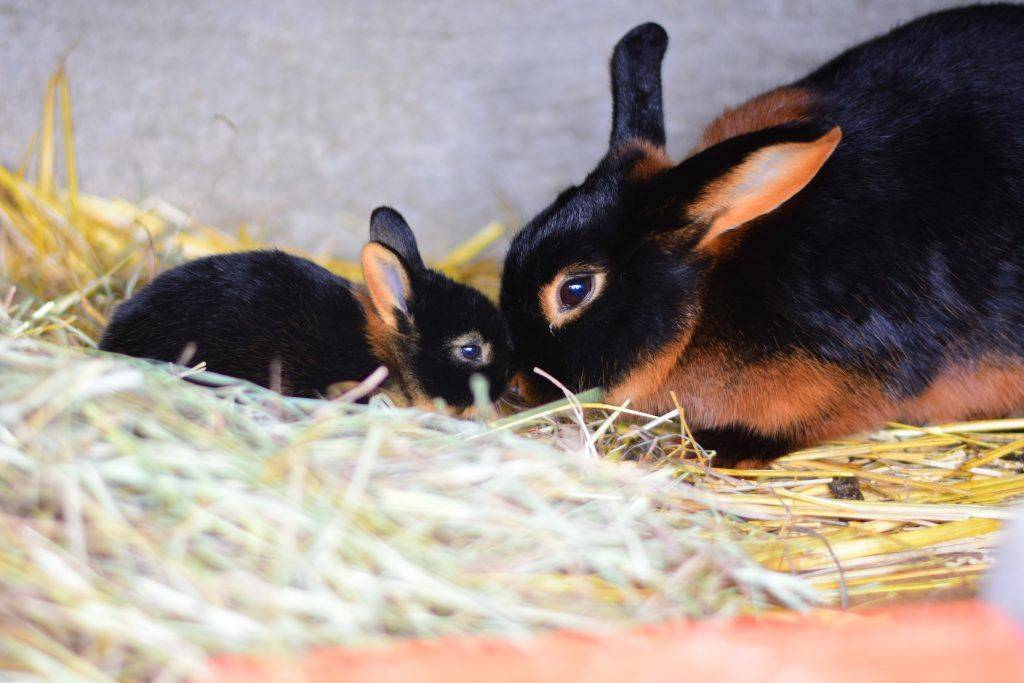 Черно-бурый кролик: описание породы, продуктивность и разведение