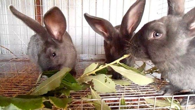 Можно ли давать кроликам ячмень: дома и на промышленном откорме