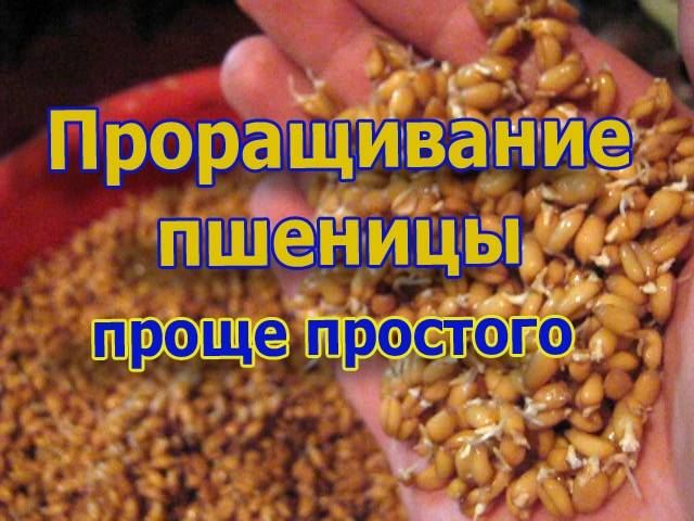 Как правильно прорастить зерно пшеницы для браги