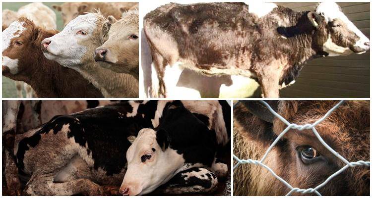 Лечение копытной гнили у коров, крс, овец, коз, лошадей, свиней, поросят и других копытных животных