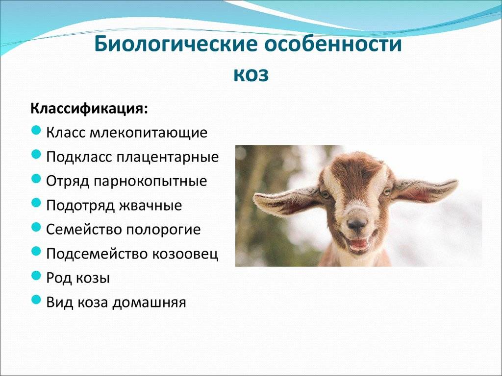От чего зависит стоимость козы и как правильно выбирать животное