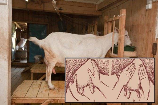 Как доить козу до окота и после своими руками