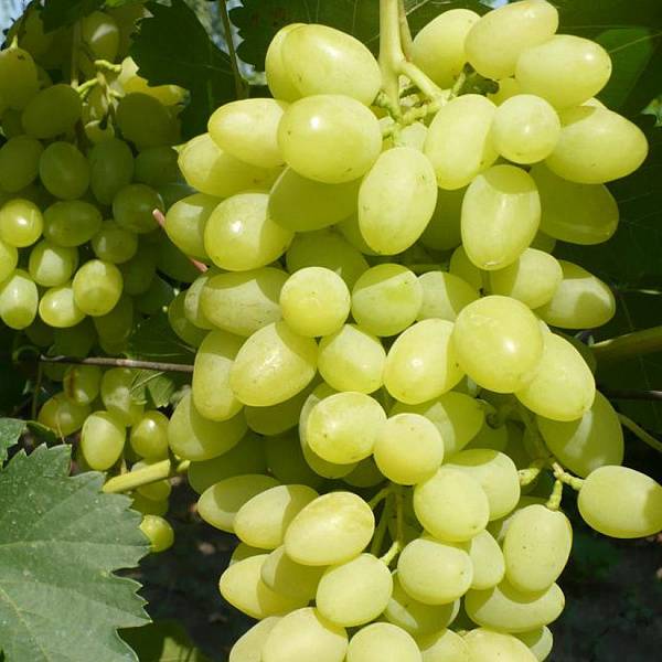 Виноград «августин»: описание сорта, посадка и уход, фото, отзывы