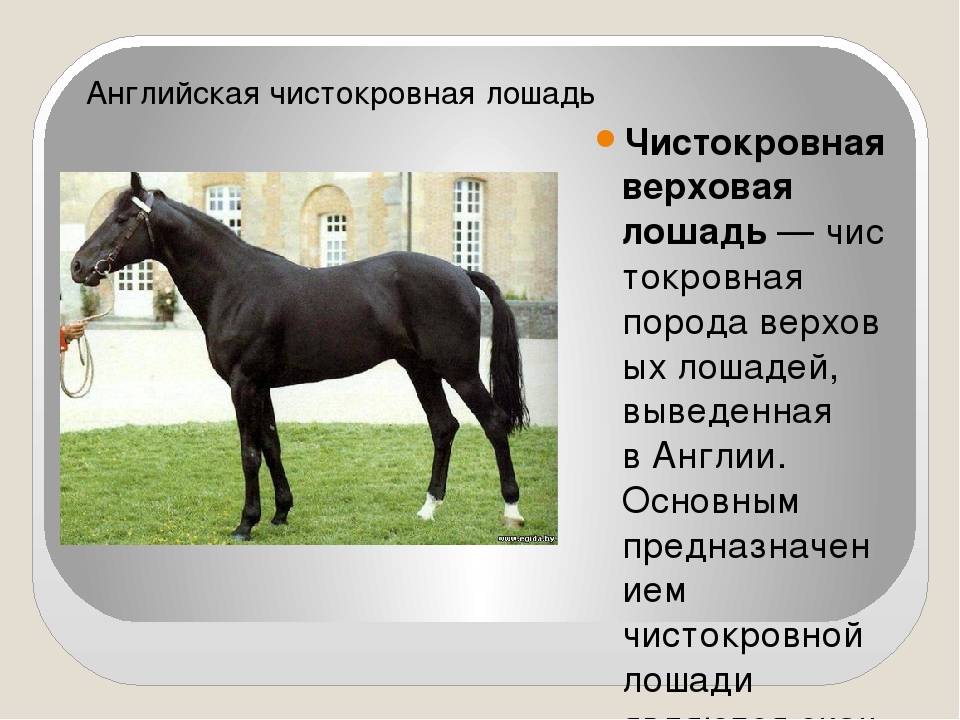 Породы лошадей с фото и описанием 2021