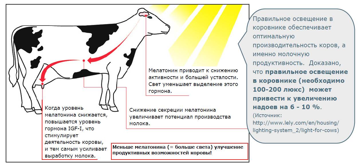 Корова дает молоко: в каком возрасте начинает и как оно образуется, что нужно