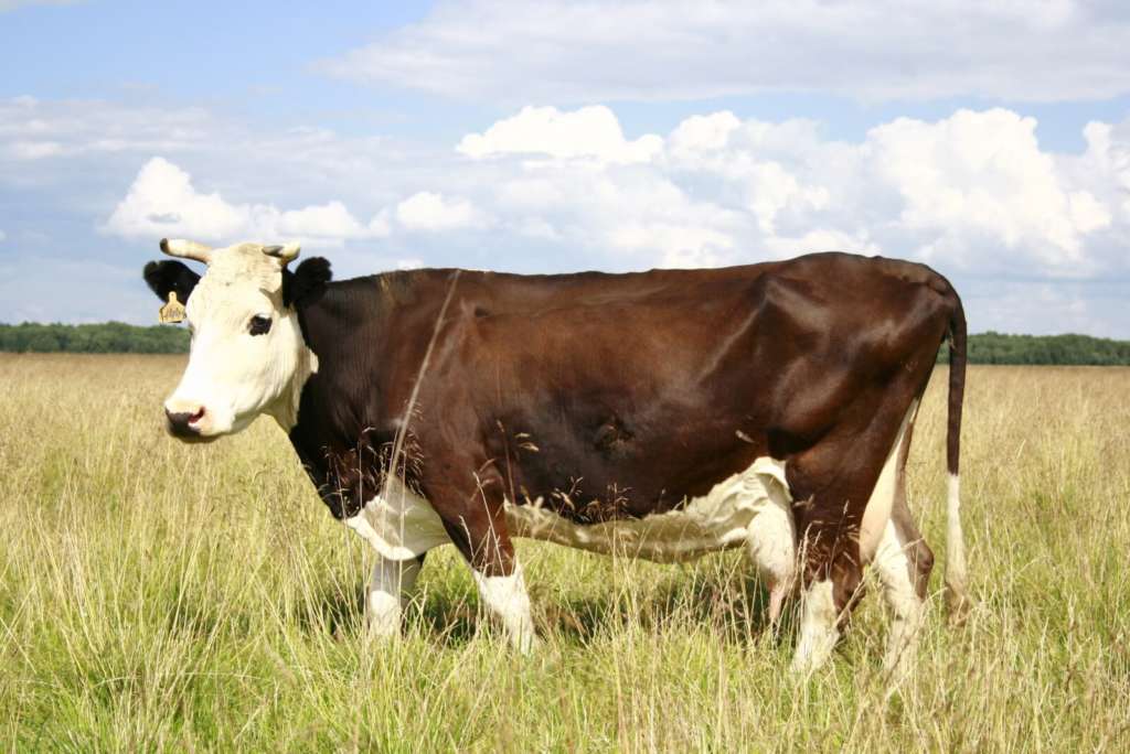 Холмогорская порода коров: характеристика и описание крс, тип продуктивности, содержание, разведение и уход